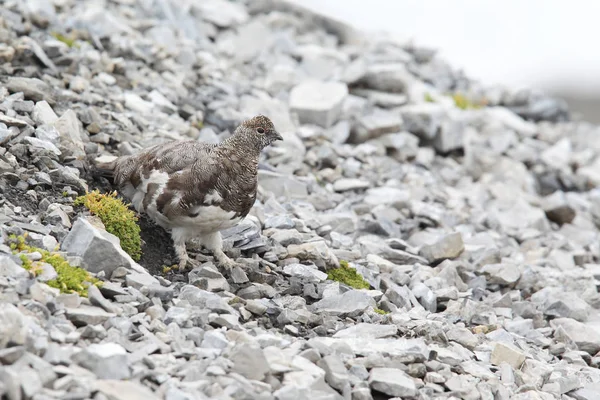 Rock ptarmigan op de Alpen — Stockfoto