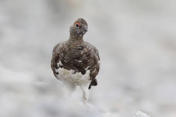 Rock ptarmigan op de Alpen — Stockfoto