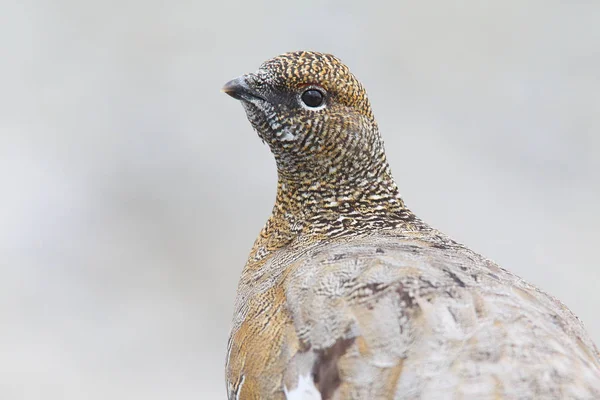 Rock ptarmigan on the alps — Stock Photo, Image