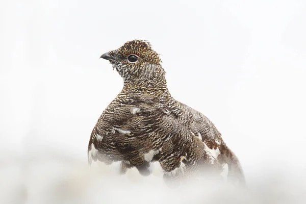 Felsenptarmigan auf den Alpen — Stockfoto