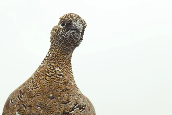 Rock ptarmigan Alpler üzerinde — Stok fotoğraf