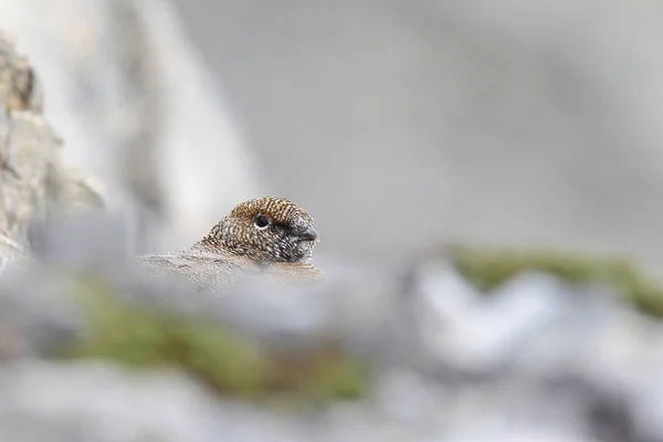 Pedra ptarmigan nos alpes — Fotografia de Stock