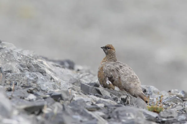 Rock ptarmigan op de Alpen — Stockfoto