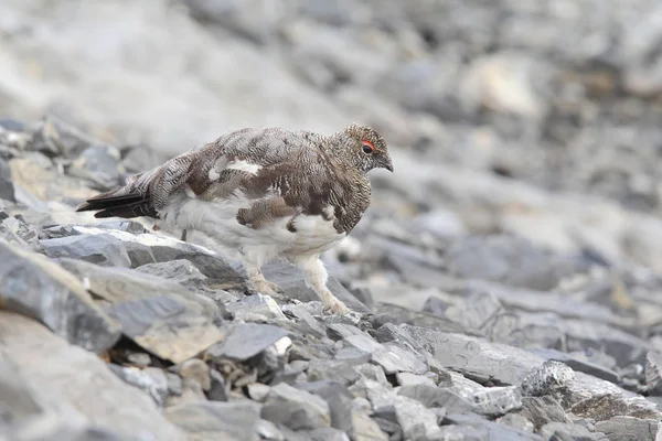 Rock ptarmigan on the alps