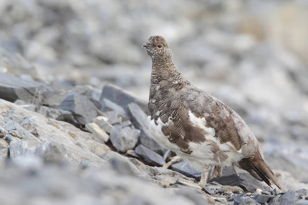 Rock ptarmigan on the alps