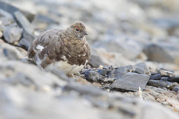 Rock ptarmigan on the alps