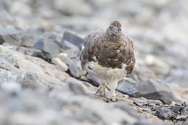 Rock ptarmigan op de Alpen — Stockfoto