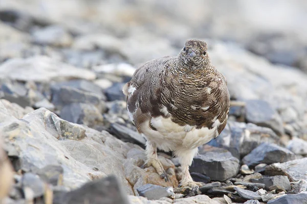 Rock ptarmigan on the alps