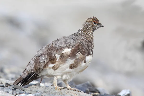 Ptarmigan de roca en los Alpes — Foto de Stock