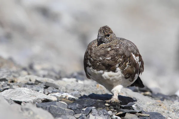 Rock ptarmigan op de Alpen — Stockfoto