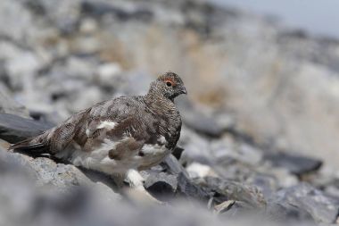 Rock ptarmigan Alpler üzerinde