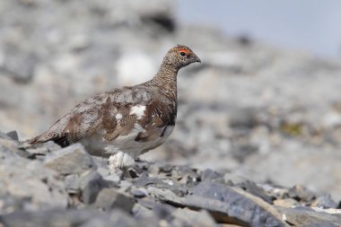Rock ptarmigan Alpler üzerinde