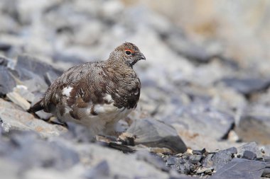 Rock ptarmigan Alpler üzerinde