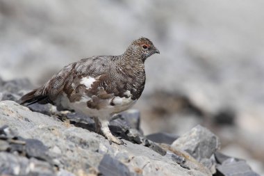 Rock ptarmigan Alpler üzerinde
