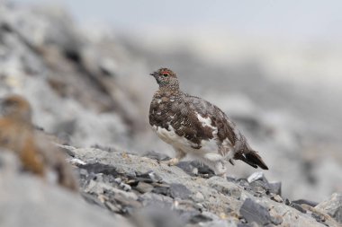 Rock ptarmigan Alpler üzerinde