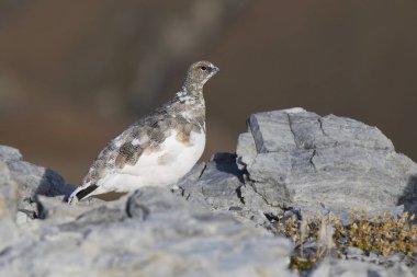 Rock ptarmigan Alpler üzerinde