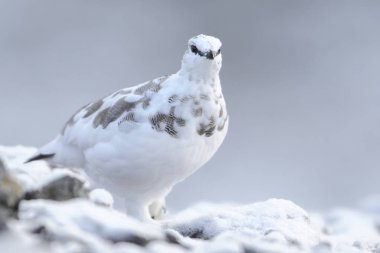 Rock ptarmigan Alpler üzerinde