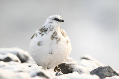 Rock ptarmigan Alpler üzerinde