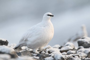 Rock ptarmigan Alpler üzerinde