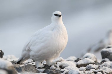 Rock ptarmigan Alpler üzerinde
