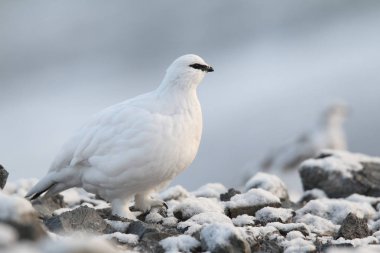 Rock ptarmigan Alpler üzerinde