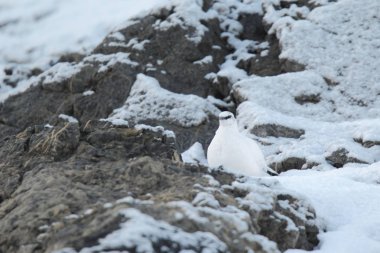 Rock ptarmigan Alpler üzerinde