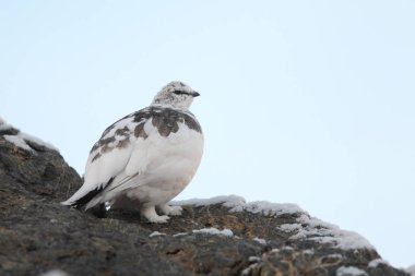 Rock ptarmigan Alpler üzerinde