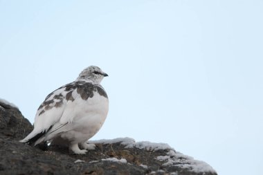 Rock ptarmigan Alpler üzerinde