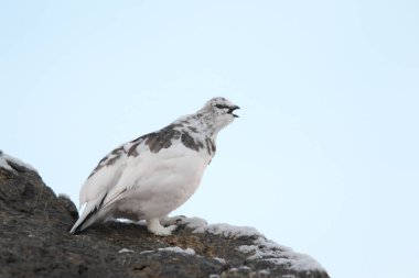 Rock ptarmigan Alpler üzerinde
