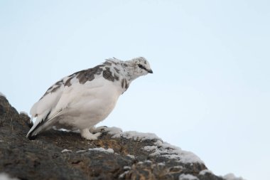 Rock ptarmigan Alpler üzerinde