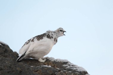 Rock ptarmigan Alpler üzerinde