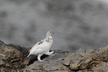 Rock ptarmigan Alpler üzerinde