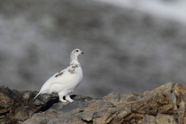 Rock ptarmigan Alpler üzerinde