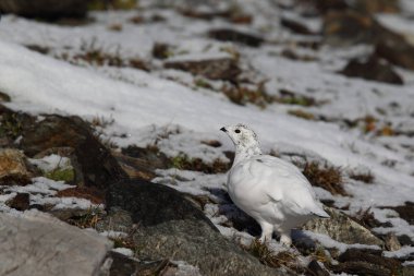 Rock ptarmigan Alpler üzerinde