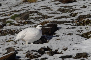 Rock ptarmigan Alpler üzerinde