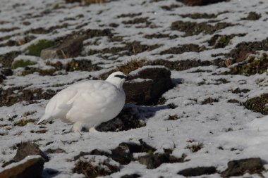 Rock ptarmigan Alpler üzerinde