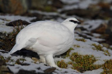 Rock ptarmigan Alpler üzerinde