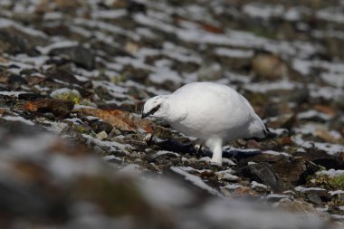 Rock ptarmigan Alpler üzerinde
