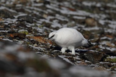 Rock ptarmigan Alpler üzerinde