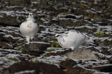 Rock ptarmigan Alpler üzerinde