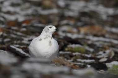 Rock ptarmigan Alpler üzerinde