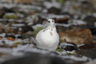Rock ptarmigan Alpler üzerinde
