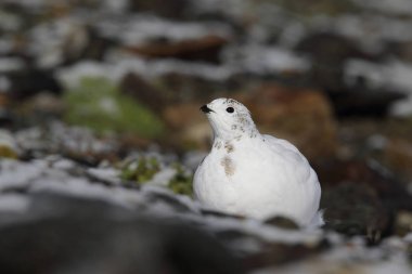 Rock ptarmigan Alpler üzerinde