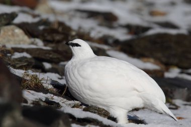 Rock ptarmigan Alpler üzerinde