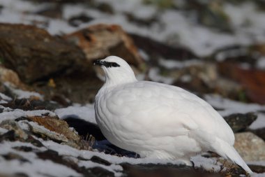 Rock ptarmigan Alpler üzerinde