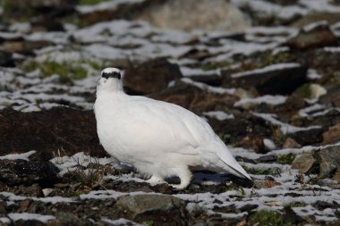 Rock ptarmigan Alpler üzerinde