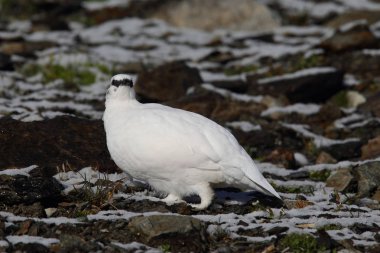 Rock ptarmigan Alpler üzerinde