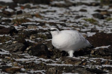 Rock ptarmigan Alpler üzerinde