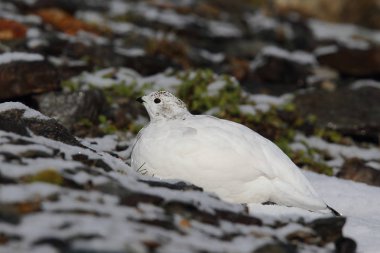 Rock ptarmigan Alpler üzerinde
