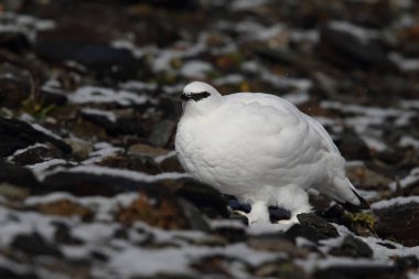 Rock ptarmigan Alpler üzerinde